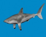 Porbeagle shark swims